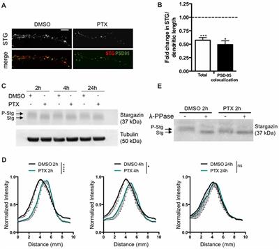 Stargazin Dephosphorylation Mediates Homeostatic Synaptic Downscaling of Excitatory Synapses